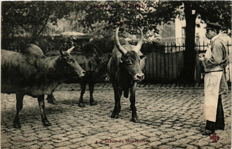 Carte postale ancienne Paris (5e) Jardin des Plantes. Zebus de Madagascar F. Fleury à Paris 5e
