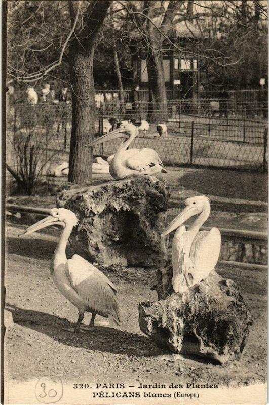 Carte postale ancienne Paris (5e) Jardin des Plantes. Pelican blanc à Paris 5e