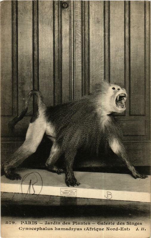 Carte postale ancienne Paris (5e) Jardin des Plantes. Galerie des Singes. à Paris 5e