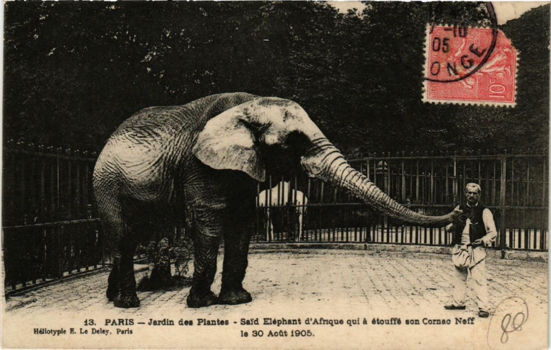 Carte postale ancienne Paris (5e) Jardin des Plantes. Said Elephant d'Afrique à Paris 5e