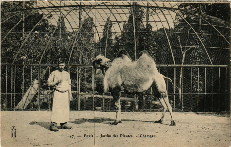 Carte postale ancienne Paris (5e) Jardin des Plantes. Chameau à Paris 5e
