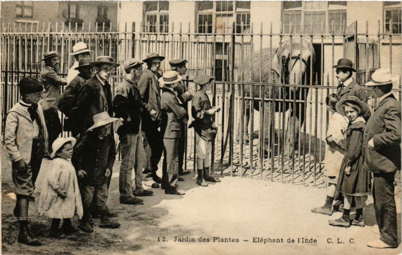 Carte postale ancienne Paris (5e) Jardin des Plantes. Elephant de l'Inde à Paris 5e