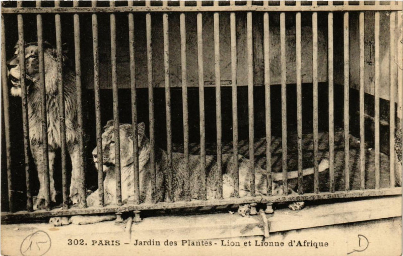Carte postale ancienne Paris (5e) Jardin des Plantes. Lion et Lionne d'Afrique à Paris 5e