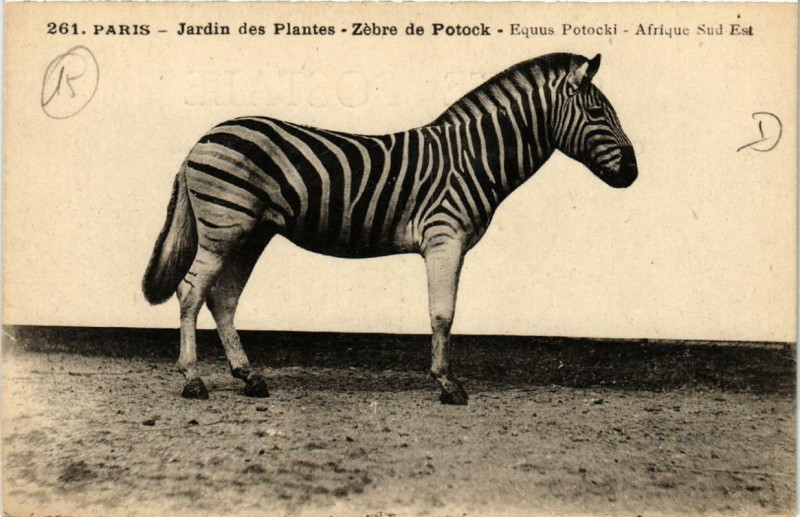 Carte postale ancienne Paris (5e) Jardin des Plantes. Zebre de Potock à Paris 5e
