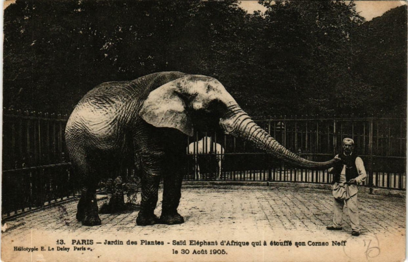 Carte postale ancienne Paris (5e) Jardin des Plantes. Said Elephant d'Afrique à Paris 5e