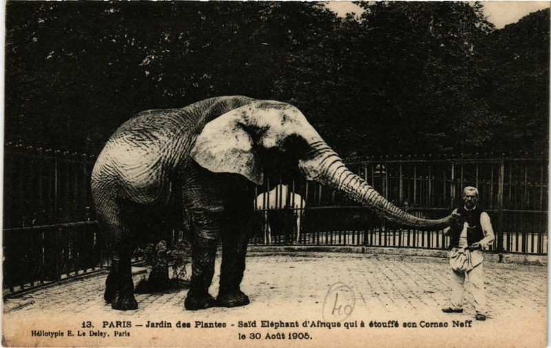 Carte postale ancienne Paris (5e) Jardin des Plantes. Said Elephant d'Afrique à Paris 5e