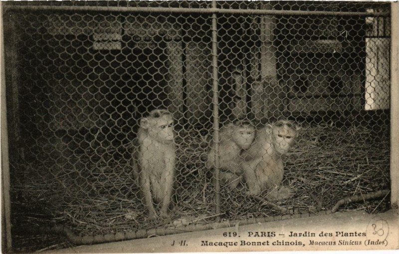 Carte postale ancienne Paris (5e) Jardin des Plantes. Macaque Bonnet chinois à Paris 5e