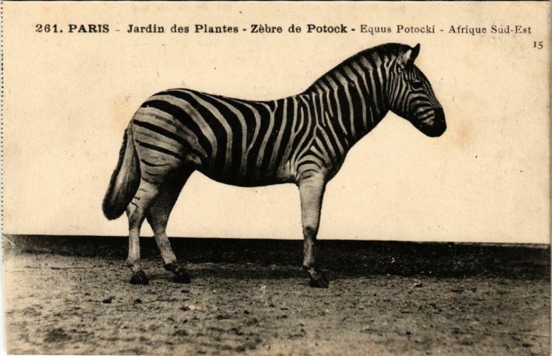 Carte postale ancienne Paris (5e) Jardin des Plantes. Zebre de Potock à Paris 5e