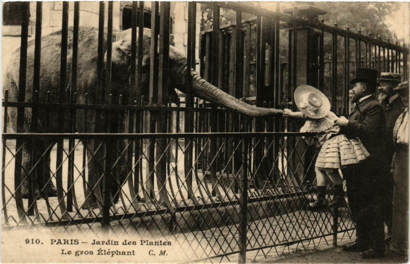 Carte postale ancienne Paris (5e) Jardin des Plantes. Le gros Elephant à Paris 5e