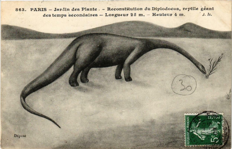 Carte postale ancienne Paris (5e) Jardin des Plantes. Reconstruction du Diplodocus à Paris 5e