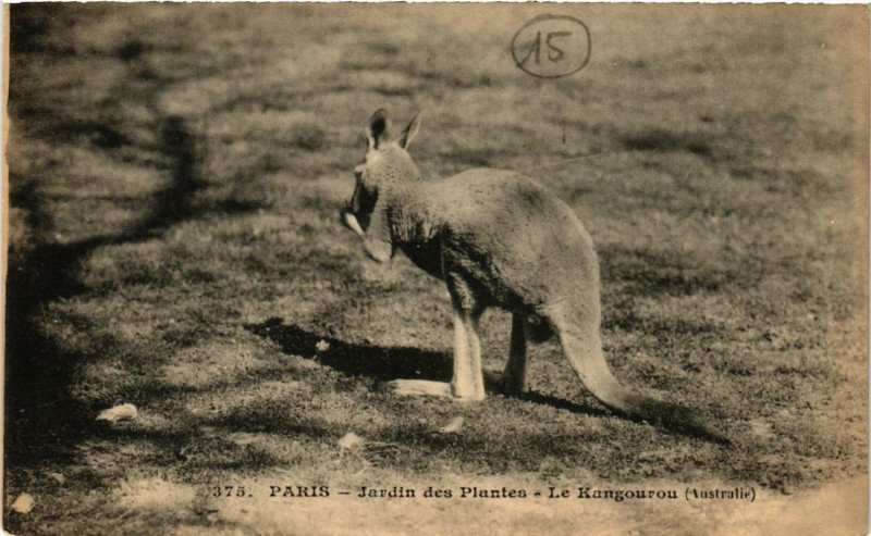 Carte postale ancienne Paris (5e) Jardin des Plantes. La Kangourou à Paris 5e