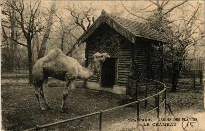 Carte postale ancienne Paris (5e) Jardin des Plantes. Le Chameau à Paris 5e