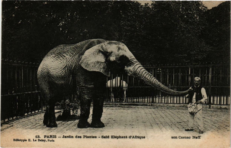 Carte postale ancienne Paris (5e) Jardin des Plantes. Said Elephant d'Afrique à Paris 5e