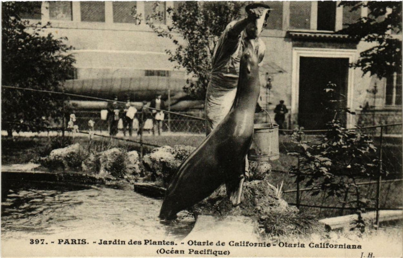 Carte postale ancienne Paris (5e) Jardin des Plantes. Otarie de Californie à Paris 5e
