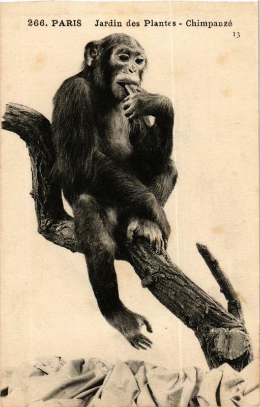 Carte postale ancienne Paris (5e) Jardin des Plantes. Chimpanze. à Paris 5e