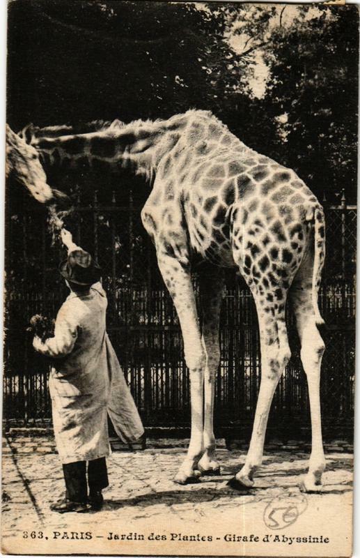 Carte postale ancienne Paris (5e) Jardin des Plantes. Girafe d'Abyssinie à Paris 5e