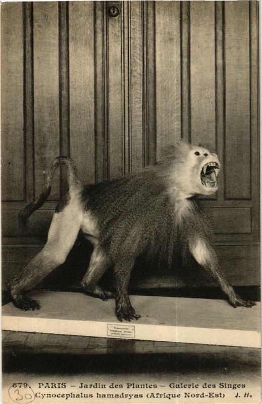 Carte postale ancienne Paris (5e) Jardin des Plantes. Galerie des Singes. à Paris 5e