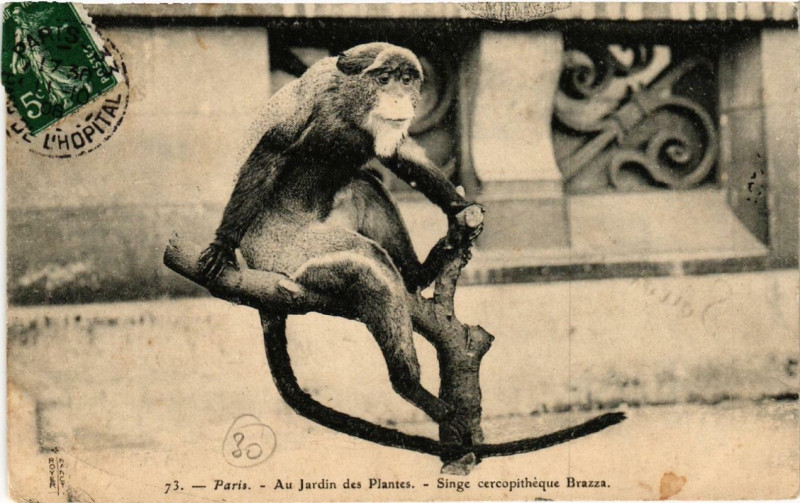 Carte postale ancienne Paris (5e) Au Jardin des Plantes. Singe cercophitque Brazza à Paris 5e