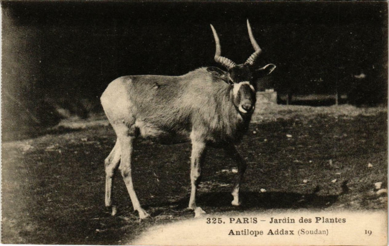 Carte postale ancienne Paris (5e) Jardin des Plantes. Antilope Addax à Paris 5e