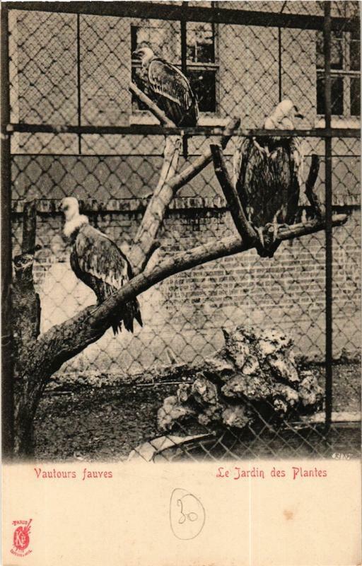 Carte postale ancienne Paris (5e) Le Jardin des Plantes. Vautours fauves. à Paris 5e