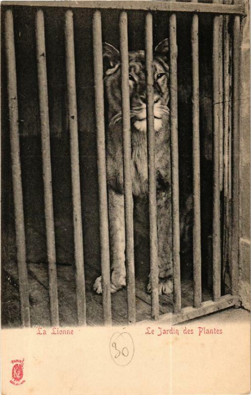 Carte postale ancienne Paris (5e) Le Jardin des Plantes. La Lionne. à Paris 5e