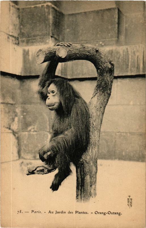 Carte postale ancienne Paris (5e) Au Jardin des Plantes. Orang-Outang à Paris 5e