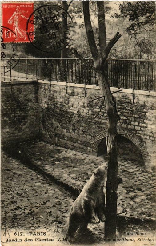 Carte postale ancienne Paris (5e) Jardin des Plantes. Ours blanc Siberie à Paris 5e