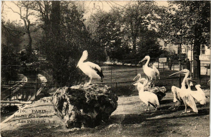 Carte postale ancienne Paris (5e) Jardin des Plantes. Les Pelicans à Paris 5e