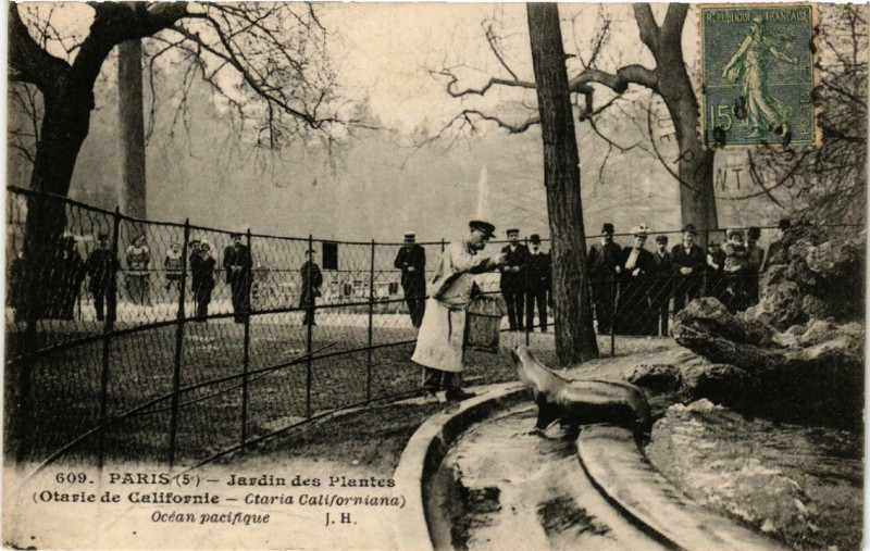 Carte postale ancienne Paris (5e) Jardin des Plantes. Otarie de Californie à Paris 5e