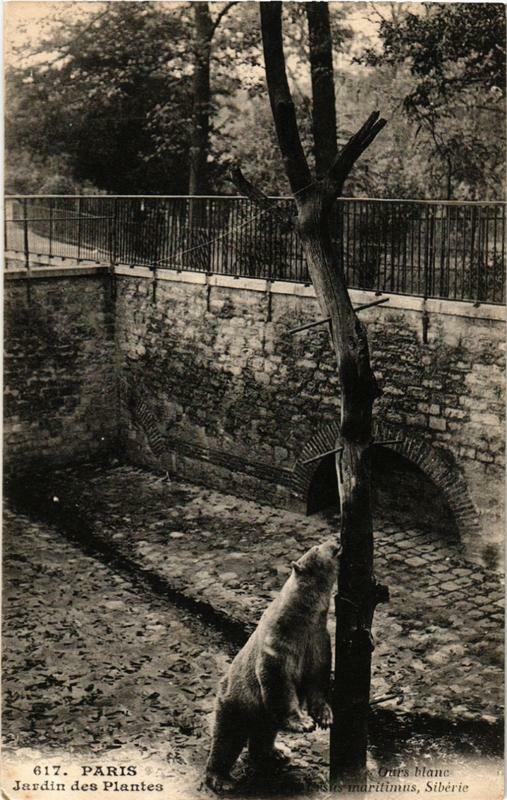 Carte postale ancienne Paris (5e) Jardin des Plantes. Ursus maritimus Siberie à Paris 5e