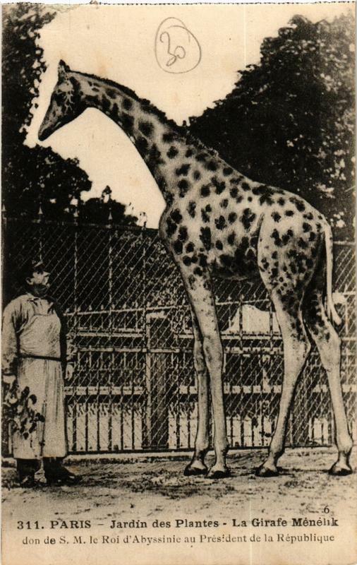 Carte postale ancienne Paris (5e) Jardin des Plantes. La Girafe Menelik à Paris 5e