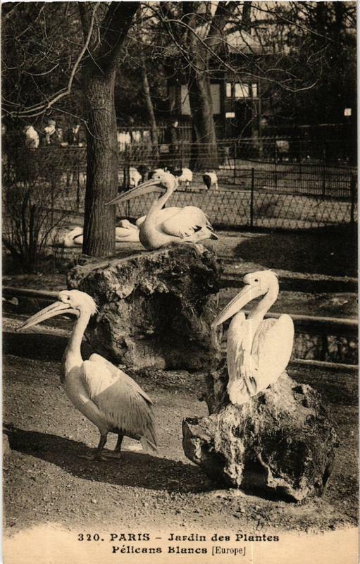 Carte postale ancienne Paris (5e) Jardin des Plantes. Pelican blanc à Paris 5e