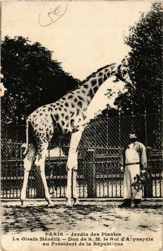 Carte postale ancienne Paris (5e) Jardin des Plantes. La Girafe Menelik à Paris 5e