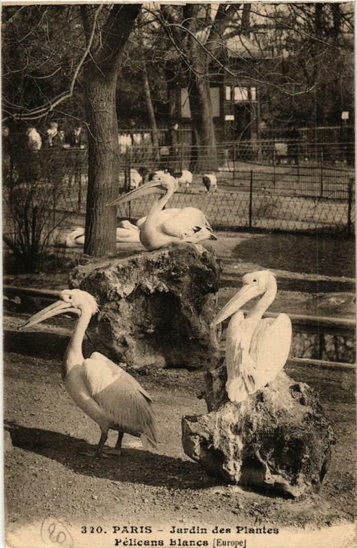 Carte postale ancienne Paris (5e) Jardin des Plantes. Pelicans blanc Europe à Paris 5e