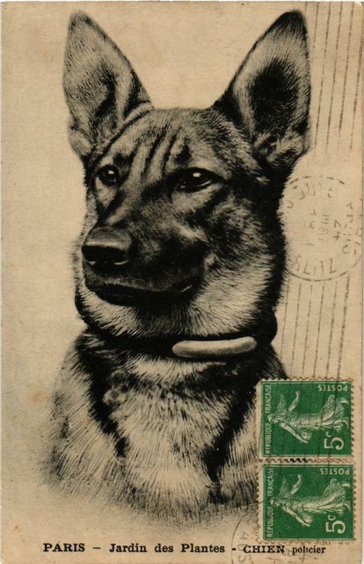 Carte postale ancienne Paris (5e) Jardin des Plantes. Chien policier à Paris 5e