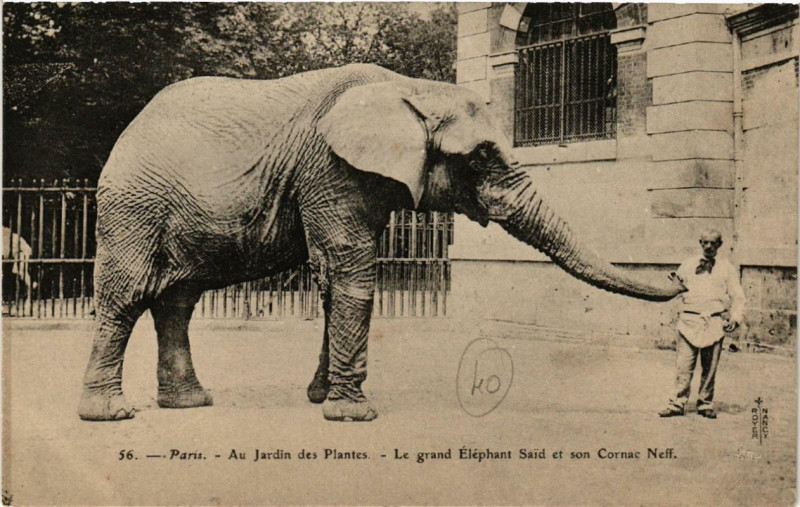Carte postale ancienne Paris (5e) Au Jardin des Plantes. Le grand Elephant Saib à Paris 5e