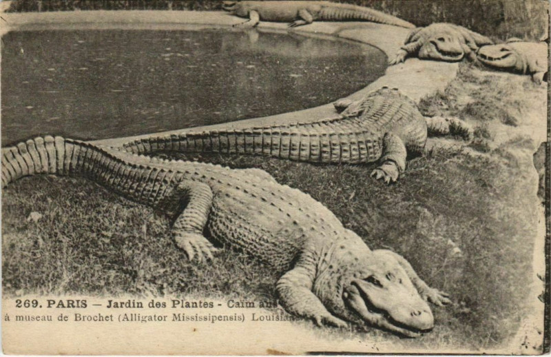 Carte postale ancienne Paris (5e) Jardin des Plantes - Caimans à Paris 5e