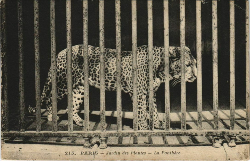 Carte postale ancienne Paris (5e) Jardin des Plantes - La Panthere à Paris 5e