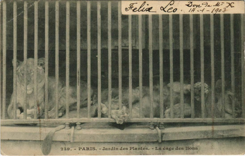 Carte postale ancienne Paris (5e) Jardin des Plantes - La cage des Lions à Paris 5e