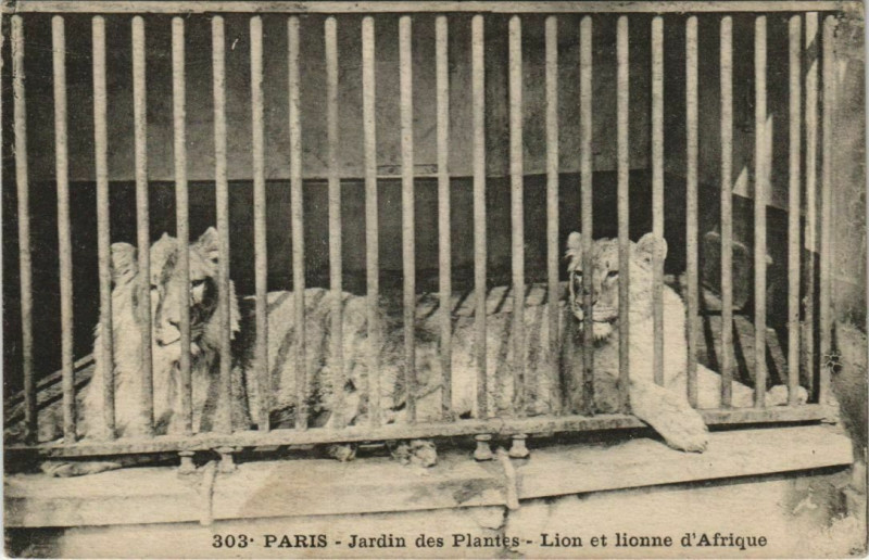 Carte postale ancienne Paris (5e) Jardin des Plantes - Lion et lionne d'Afrique à Paris 5e