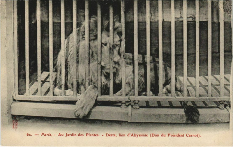 Carte postale ancienne Paris (5e) Au Jardin des Plantes - Deste, Lyon d'Abyssinie à Paris 5e