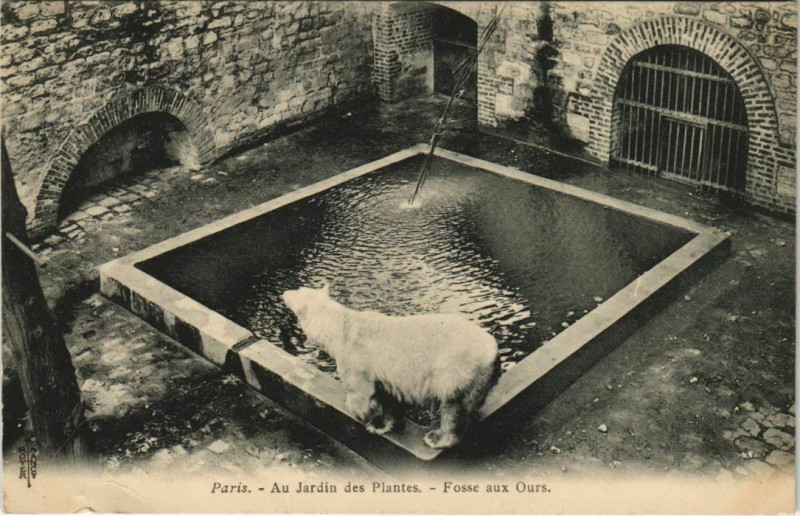 Carte postale ancienne Paris (5e) Au Jardin des Plantes - Fosse aux Ours à Paris 5e