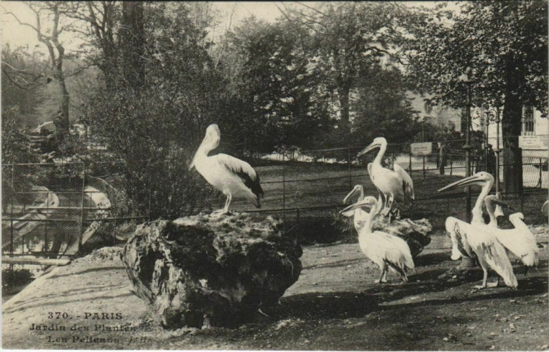 Carte postale ancienne Paris (5e) Jardin des Plantes - Les Pelicans à Paris 5e