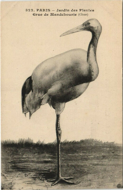 Carte postale ancienne Paris (5e) Jardin des Plantes - Grue de Mandchourie à Paris 5e