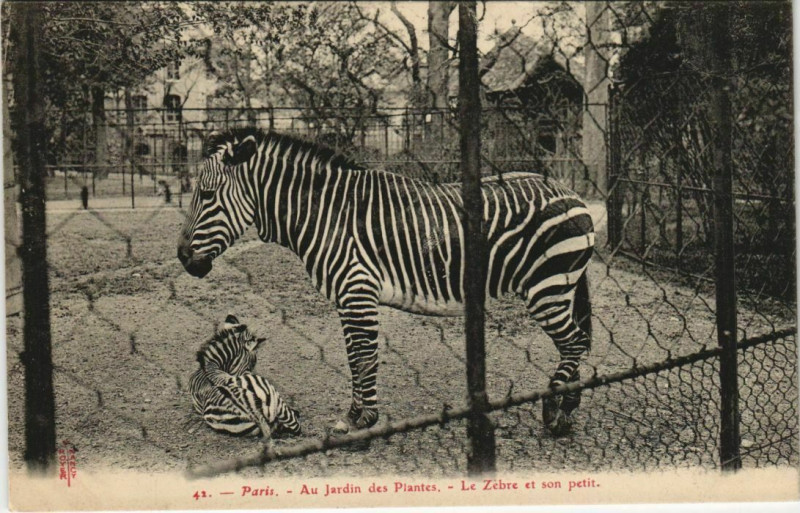 Carte postale ancienne Paris (5e) Au Jardin des Plantes - le Zebre et son petit à Paris 5e