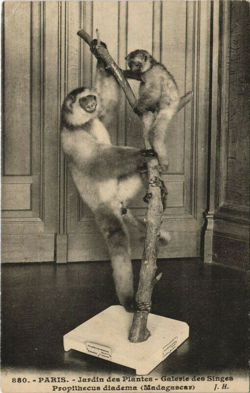 Carte postale ancienne Paris (5e) Jardin des Plantes - Galérie des Singes à Paris 5e