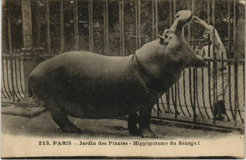 Carte postale ancienne Paris (5e) Jardin des Plantes - Hippopotame du Sénégal à Paris 5e