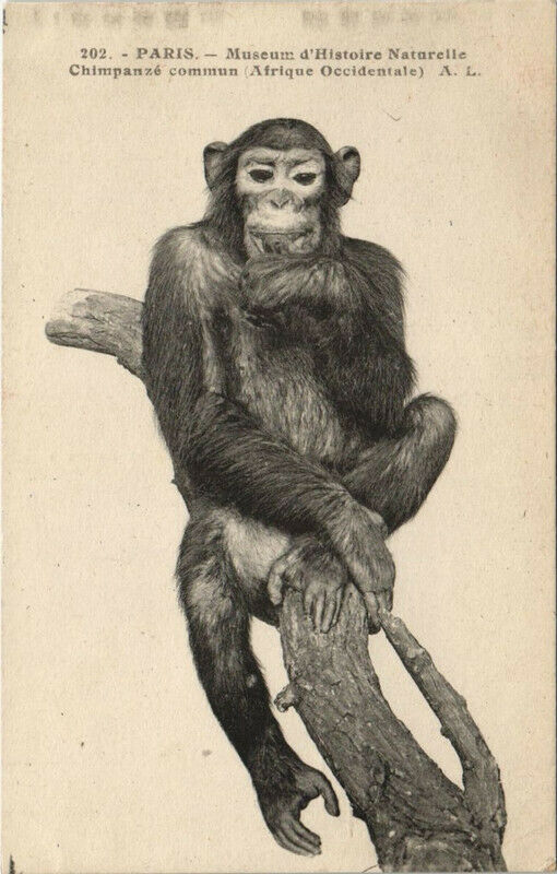 Carte postale ancienne Paris (5e) Muséum d'Histoire Naturelle - Chimpanzé commun à Paris 5e
