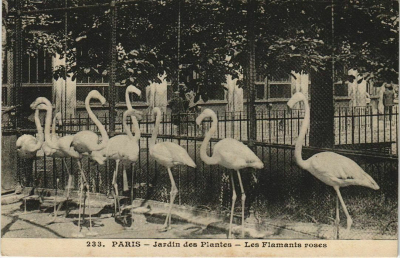 Carte postale ancienne Paris (5e) Jardin des Plantes - Le Flamants roses à Paris 5e
