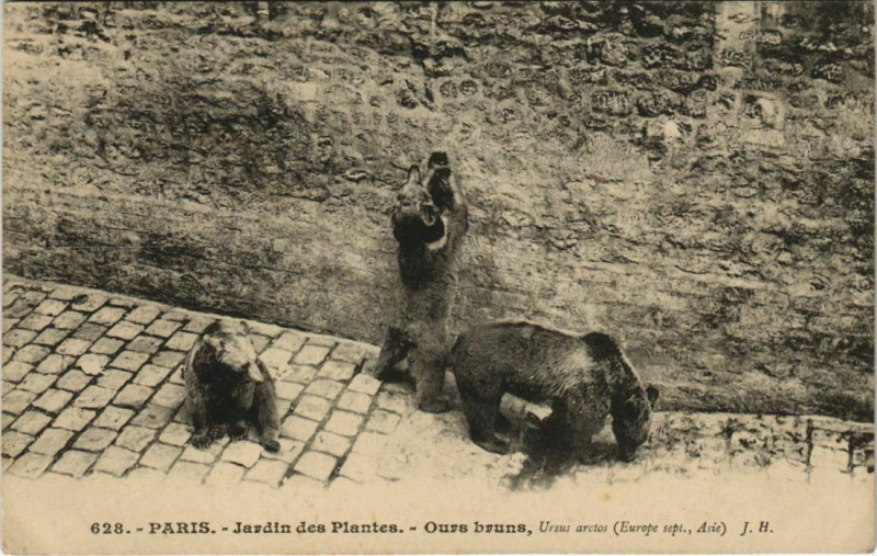 Carte postale ancienne Paris (5e) Jardin des Plantes - Ours bruns à Paris 5e